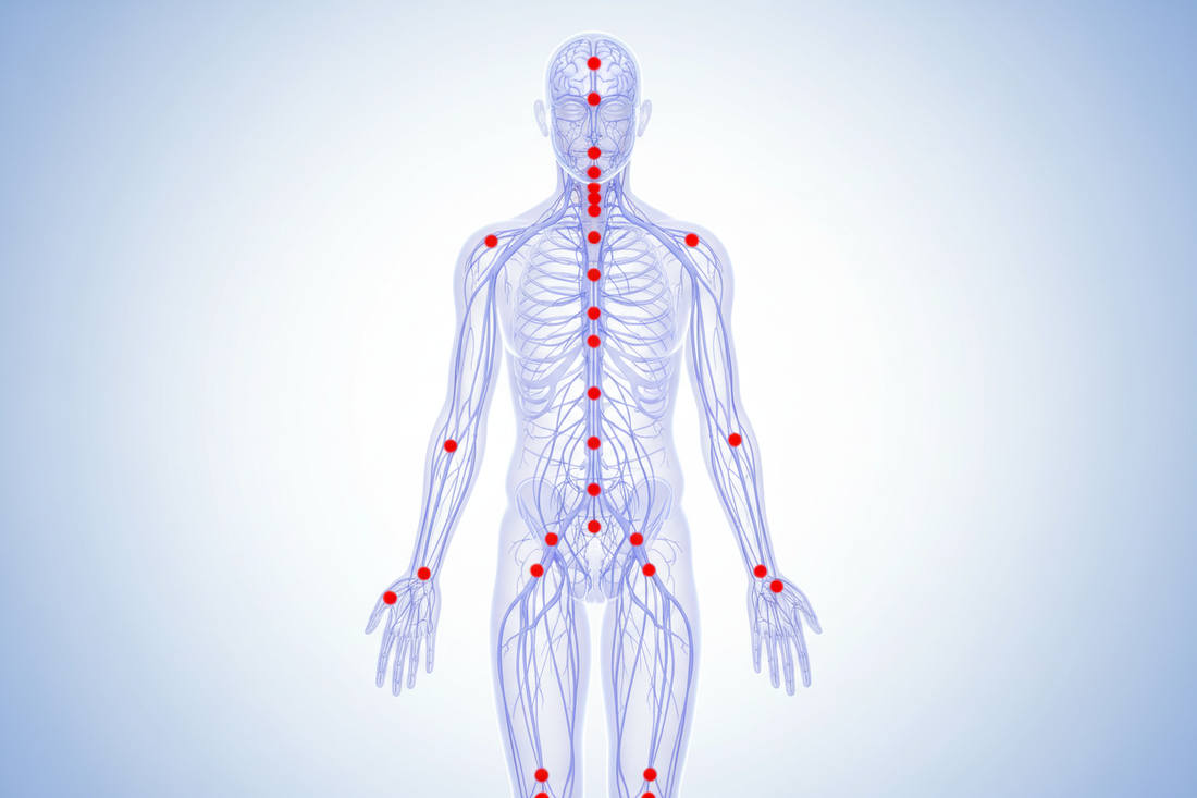 Acupuncture Points as Gateways to the Nervous System: A Modern Scientific View